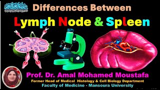 Differences between Lymph Node and Spleen Dr Amal Mohamed Moustafa [upl. by Annaoy]