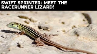 The Sand Lizard  Racerunner Sand Lizard Erimias Scripta [upl. by Dewar219]