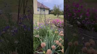 Tall VERBENA in KANSAS [upl. by Schluter204]