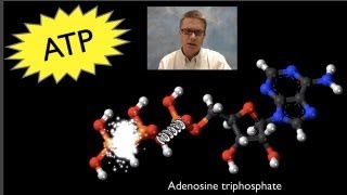 ATP Adenosine Triphosphate [upl. by Anaya]