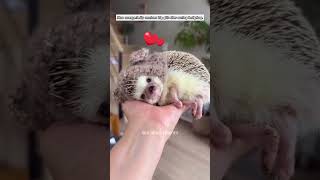 Man unexpectedly receives big gift after saving hedgehog hedgehog animals short [upl. by Eustasius]