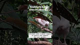 Benefits of backyard chickens shorts chicken garden [upl. by Nomzed255]