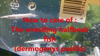 How to care of  the wrestling halfbeak fish dermogenys pusilla [upl. by Akemot504]