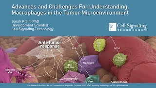 Advances and Challenges for Understanding Macrophages in the Tumor Microenvironment [upl. by Airel]