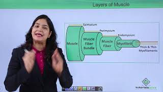 Class10th – Striated muscle  Locomotion and Movement Hindi  Tutorials Point [upl. by Acimehs]