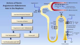 Sodium and Potassium Metabolism Renin Angiotensin Aldosterone and ADH [upl. by Hillman]