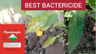 Plantomycin uses I Best Bactericide Ichilli fungicide Management [upl. by Evetta]