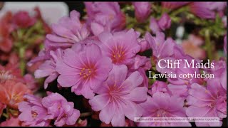 Lewisia cotyledon Cliff Maids [upl. by Stamata]