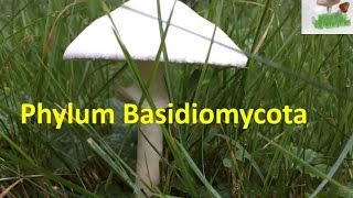 Basidiomycota [upl. by Polash577]