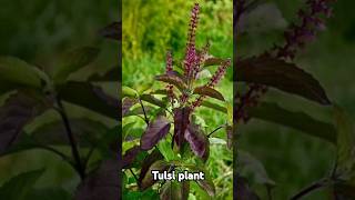 Healthy tips for tulsi plant😊✨️shorts ytshort nature plants plantscare [upl. by Nylzor193]