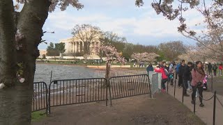 Cherry Blossom Festival Opening Ceremony [upl. by Picco]