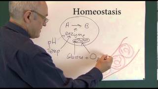 Homeostasis 1 Physiological Principles [upl. by Yrahca]