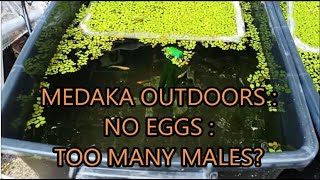 medaka outdoors  no eggs  too many males [upl. by Kalina550]