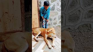 cute dog status video funny comedy dog shots funnyanimals viralshorts trendingabubakar178 [upl. by Ococ]