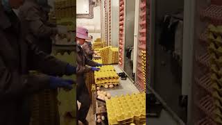 This is How to Produce Millions of Eggs in a Single Day [upl. by Rehc762]