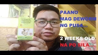 PAANO MAG DEWORM NG PUSA  NEMATOCIDE FOR CATS 5th vlog [upl. by Delamare]