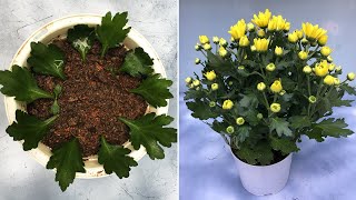 Try growing chrysanthemums from leaves and results [upl. by Asirac]