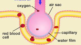 Animation 71 Gas exchange in air sacs [upl. by Drofniw]