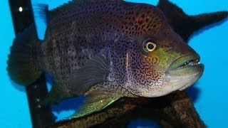 Very Aggressive Fish  The Growing Pains of keeping a Wolf Cichlid quotParachromis doviiquot [upl. by Atinav]