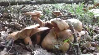 Lactarius Deliciosus a 20 de octubre de 2016 niscalo esnegorrirobellon [upl. by Aivila549]