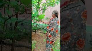 amma avanka veetu thottam suthi kamichankaammaveeduthottam veetuthottamspecialgreenvibesvlog [upl. by Diehl]