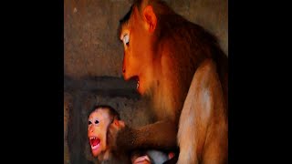 milion pity poorly baby monkey [upl. by Norford]