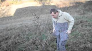 Comment pailler un jeune arbre [upl. by Barstow]