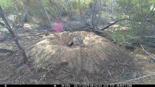 MEGA EXCITING First Malleefowl chick hatched Then the laying of egg 10 for 24 season WOOOHOOO [upl. by Edny]