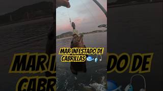 Mar infestado de cabrillas🐟🎣 viralvideo fishing fypシ゚viral foryou fyp youtubeshorts shorts [upl. by Ari]