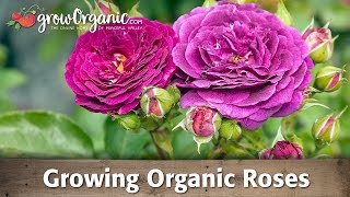 How to Grow Roses Organically [upl. by Haley]