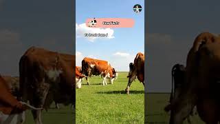 Cow Facts shorts pets facts cow [upl. by Atsirt]