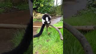 Black and white ruffed lemur  Chester Zoo shorts [upl. by Luahs365]