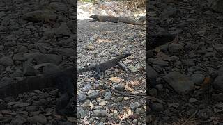 Komodo dragon mother hunting baby Komodo dragon😨 [upl. by Odirfliw]