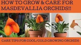 How to grow and care for masdevallia orchids [upl. by Piper]