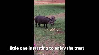 Lowland tapir mom amp kid l eating at Kabalebo l Suriname [upl. by Cowan672]