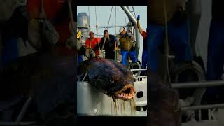 Unknown sea creature or a hybrid of a Mekong Giant Catfish seacreatures fishingdiscoveries kraken [upl. by Shalna]