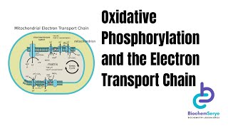 Oxidative Phosphorylation Biochemistry and the Electron Transport Chain  Biochemistry [upl. by Osnerol]