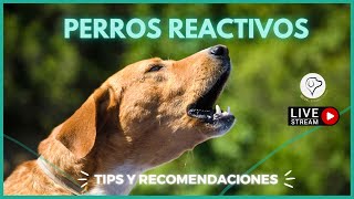 Cómo manejar la reactividad en perros ¡técnicas y recomendaciones 🐶 [upl. by Jefferson]