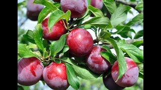 Plums 101  Selecting and Storing Fresh Plums [upl. by Assennej]