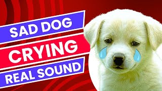 Dog Crying and Whining Sound Effect  Beats and Sounds Official [upl. by Stevena]