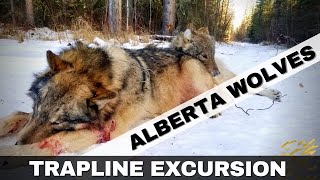 Trapline Excursion  Alberta Wolves [upl. by Raoul]