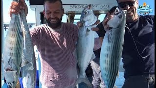 Dev Balıklar Burada Giant Mahi MahiDorado Bluefish Catch Tureng Also Here [upl. by Walls]