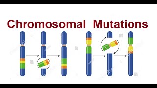 Chromosomal mutations  Types of mutations  3D 2024 [upl. by Oiled]