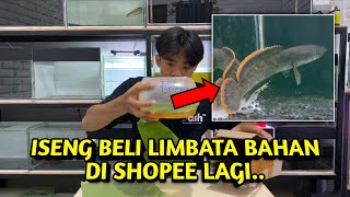 MENARIK  Nyoba Beli Channa Limbata Wc Bahan Di Shopee lagi [upl. by Mahda]