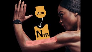 Nicotinic cholinergic receptors [upl. by Suisyola]