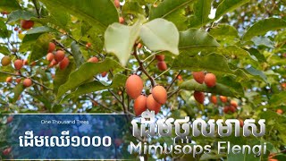 ដើមថ្កុលមាស  Mimusops Elengi Tree by One Thousand Trees [upl. by Luapleahcim]