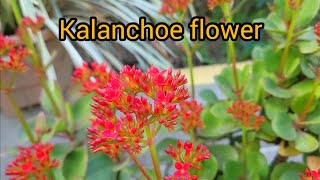 Kalanchoe  kalanchoe flower Housewifevlog [upl. by Seigler162]