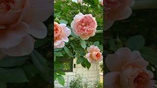 Meilland Rose Colette콜레트 장미 in Lunas Rose Garden 2023513 [upl. by Llerrot]