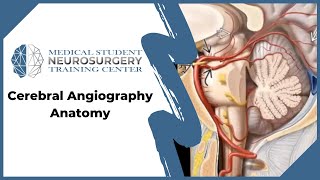 Cerebral Angiography Anatomy [upl. by Shelba]