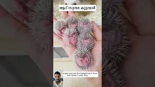 Hedgehog accident shorts germany kerala highlight subscribers [upl. by Nerual]